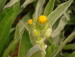 2013-08-18_Regina-F-Rau_Schachen_Blumen  (153).JPG